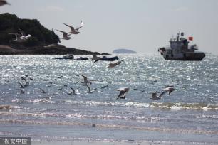 青岛：首批越冬红嘴鸥飞抵栈桥