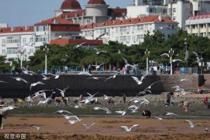 青岛：首批越冬红嘴鸥飞抵栈桥