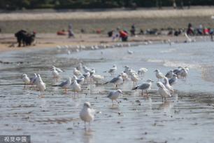 青岛：首批越冬红嘴鸥飞抵栈桥