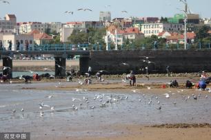 青岛：首批越冬红嘴鸥飞抵栈桥