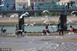 青岛：首批越冬红嘴鸥飞抵栈桥
