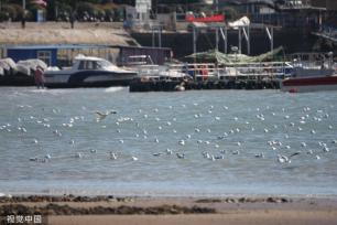 青岛：首批越冬红嘴鸥飞抵栈桥