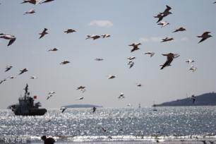 青岛：首批越冬红嘴鸥飞抵栈桥