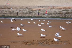 青岛：首批越冬红嘴鸥飞抵栈桥