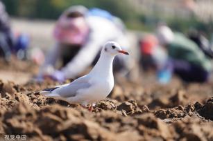 青岛：首批越冬红嘴鸥飞抵栈桥