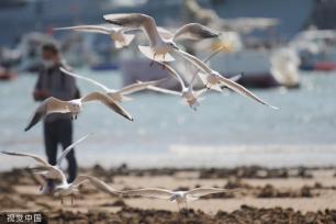 青岛：首批越冬红嘴鸥飞抵栈桥