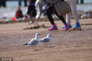 青岛：首批越冬红嘴鸥飞抵栈桥