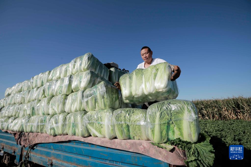 我们的田野——最美秋色是丰收