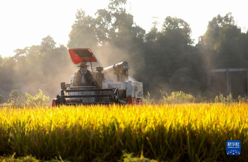 我们的田野——最美秋色是丰收