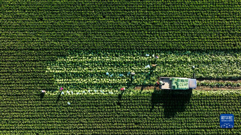 我们的田野——最美秋色是丰收