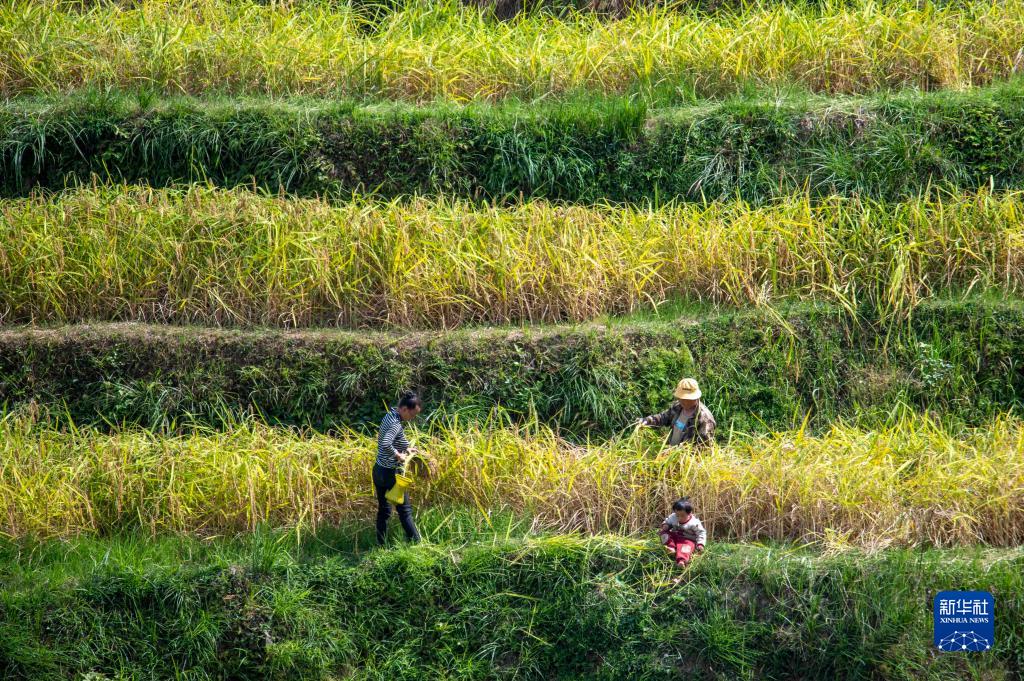 我们的田野——最美秋色是丰收