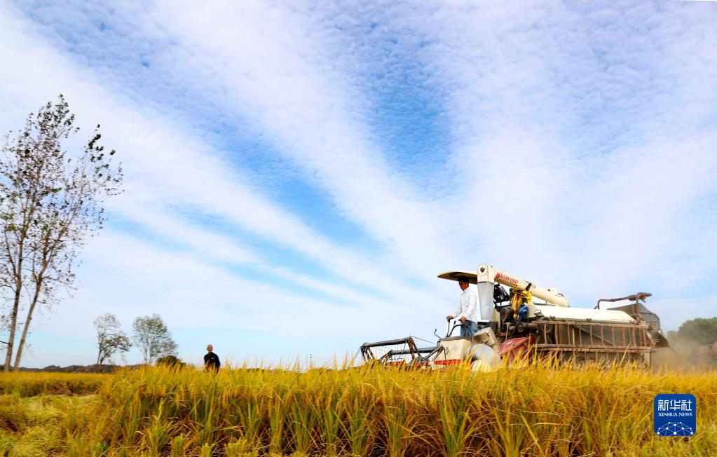 我们的田野——最美秋色是丰收