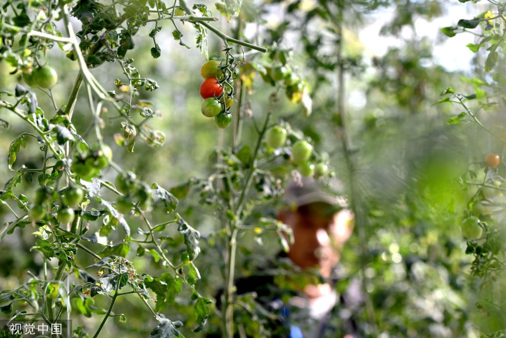 
北京西苑医院黄牛代挂号电话票贩子号贩子网上预约挂号,住院检查加快,青岛：全域文旅推动乡村振兴