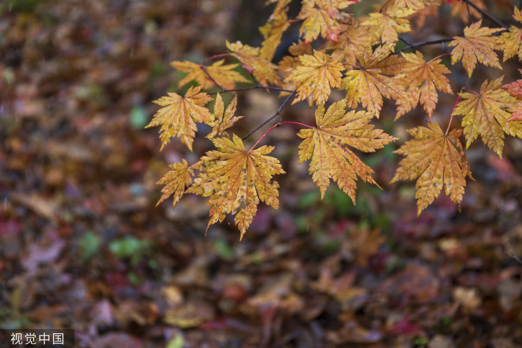 辽宁本溪迎降雪 雪中关门山景区景色独特