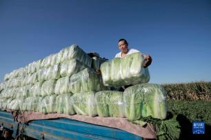 我们的田野——最美秋色是丰收