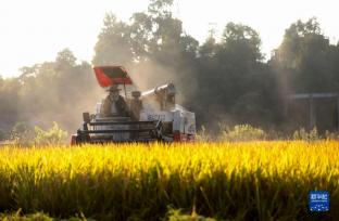 我们的田野——最美秋色是丰收