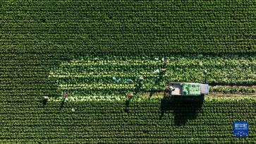 我们的田野——最美秋色是丰收