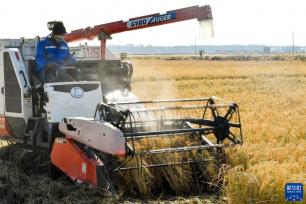 吉林西部：昔日盐碱地 今朝丰收田
