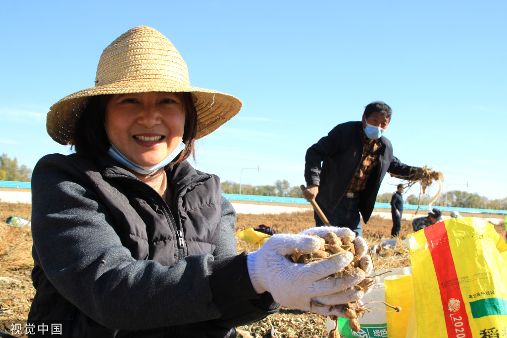 新疆塔城：天气晴好 农民田间抢收花生