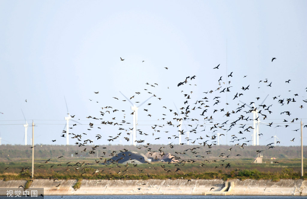 过冬鸟类聚集江苏盐城 滩涂湿地内休息捕食