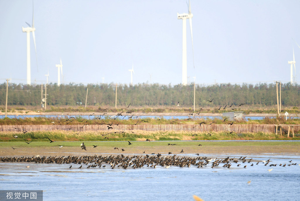 过冬鸟类聚集江苏盐城 滩涂湿地内休息捕食