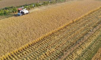 秦岭脚下200亩稻田遍野金黄 收割景象一片繁忙