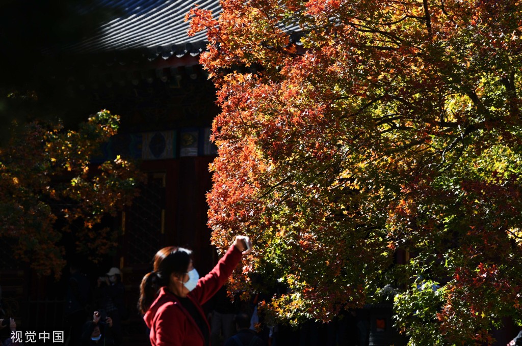 北京香山红叶进入观赏季 吸引游客打卡拍照