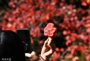 北京香山红叶进入观赏季 吸引游客打卡拍照