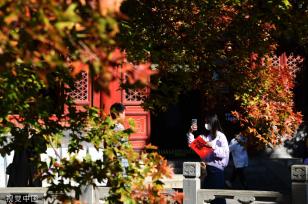 北京香山红叶进入观赏季 吸引游客打卡拍照