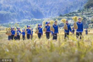 广西百色：德保村民欢聚庆丰收 展示壮家稻作“那”文化