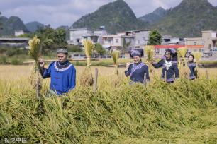 广西百色：德保村民欢聚庆丰收 展示壮家稻作“那”文化