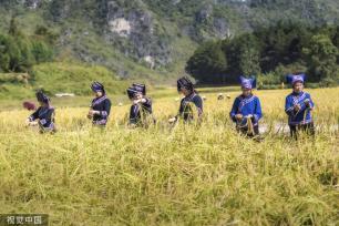 广西百色：德保村民欢聚庆丰收 展示壮家稻作“那”文化