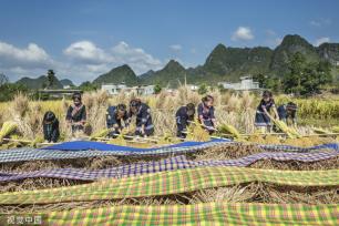 广西百色：德保村民欢聚庆丰收 展示壮家稻作“那”文化
