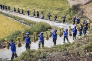 广西百色：德保村民欢聚庆丰收 展示壮家稻作“那”文化