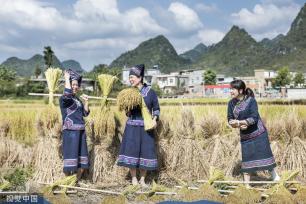 广西百色：德保村民欢聚庆丰收 展示壮家稻作“那”文化