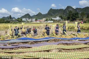 广西百色：德保村民欢聚庆丰收 展示壮家稻作“那”文化