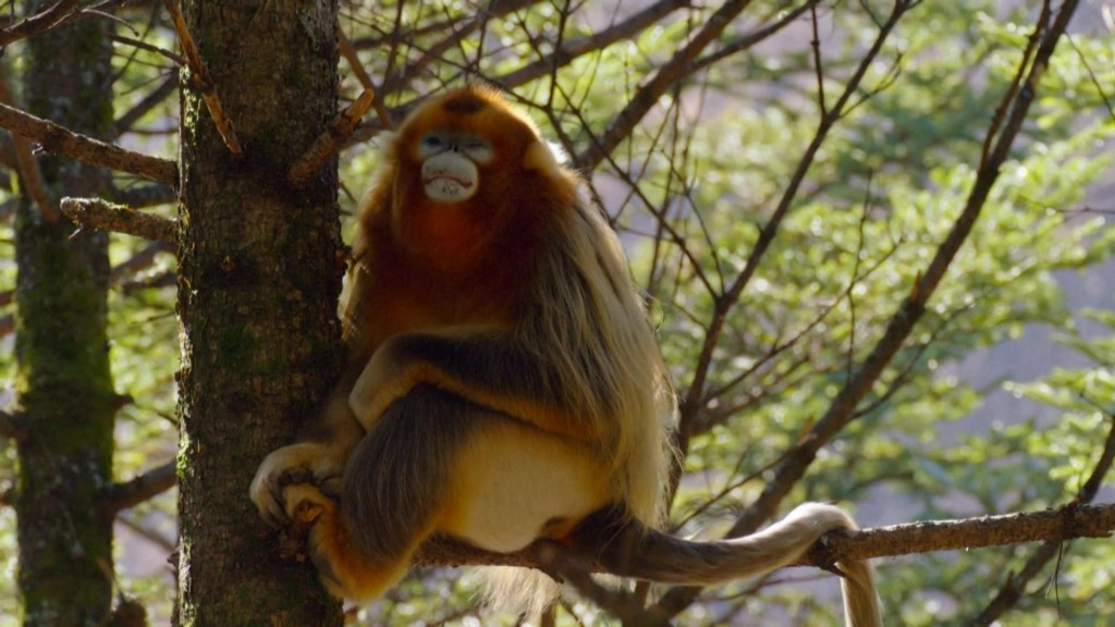 
重庆儿童医院黄牛代挂号电话票贩子号贩子网上预约挂号,住院检查加快,陕西秦岭科考首次利用热成像技术实现金丝猴种群调查