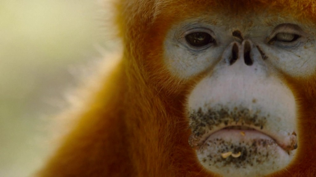 
重庆儿童医院黄牛代挂号电话票贩子号贩子网上预约挂号,住院检查加快,陕西秦岭科考首次利用热成像技术实现金丝猴种群调查