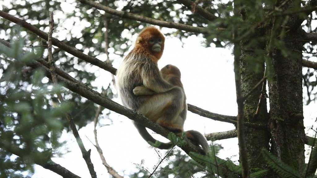 
重庆儿童医院黄牛代挂号电话票贩子号贩子网上预约挂号,住院检查加快,陕西秦岭科考首次利用热成像技术实现金丝猴种群调查