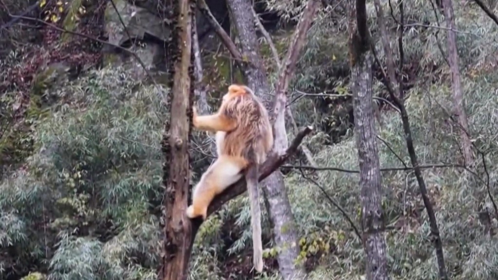
重庆儿童医院黄牛代挂号电话票贩子号贩子网上预约挂号,住院检查加快,陕西秦岭科考首次利用热成像技术实现金丝猴种群调查
