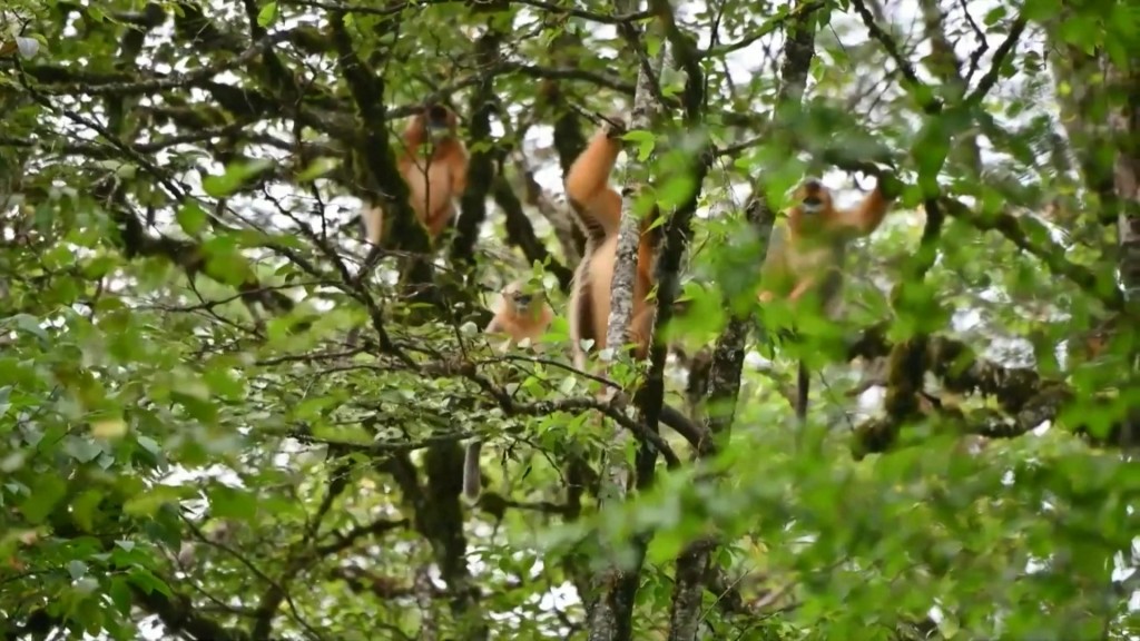 
重庆儿童医院黄牛代挂号电话票贩子号贩子网上预约挂号,住院检查加快,陕西秦岭科考首次利用热成像技术实现金丝猴种群调查