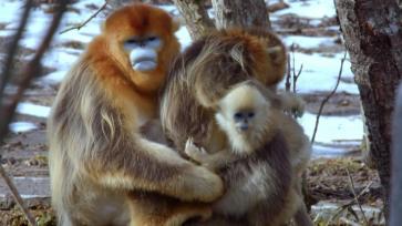 陕西秦岭科考首次利用热成像技术实现金丝猴种群调查