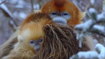 陕西秦岭科考首次利用热成像技术实现金丝猴种群调查