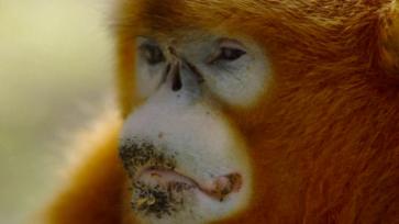 陕西秦岭科考首次利用热成像技术实现金丝猴种群调查