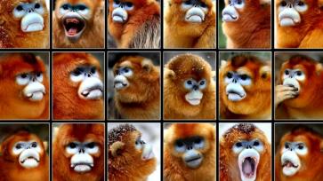 陕西秦岭科考首次利用热成像技术实现金丝猴种群调查