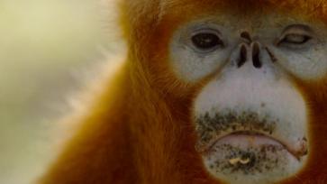 陕西秦岭科考首次利用热成像技术实现金丝猴种群调查