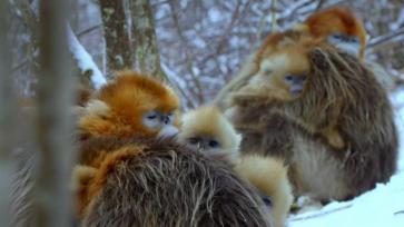 陕西秦岭科考首次利用热成像技术实现金丝猴种群调查