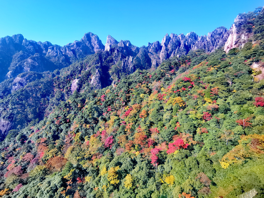 黄山：层林尽染秋意浓