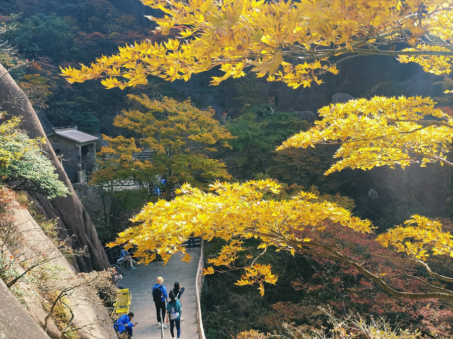 黄山：层林尽染秋意浓