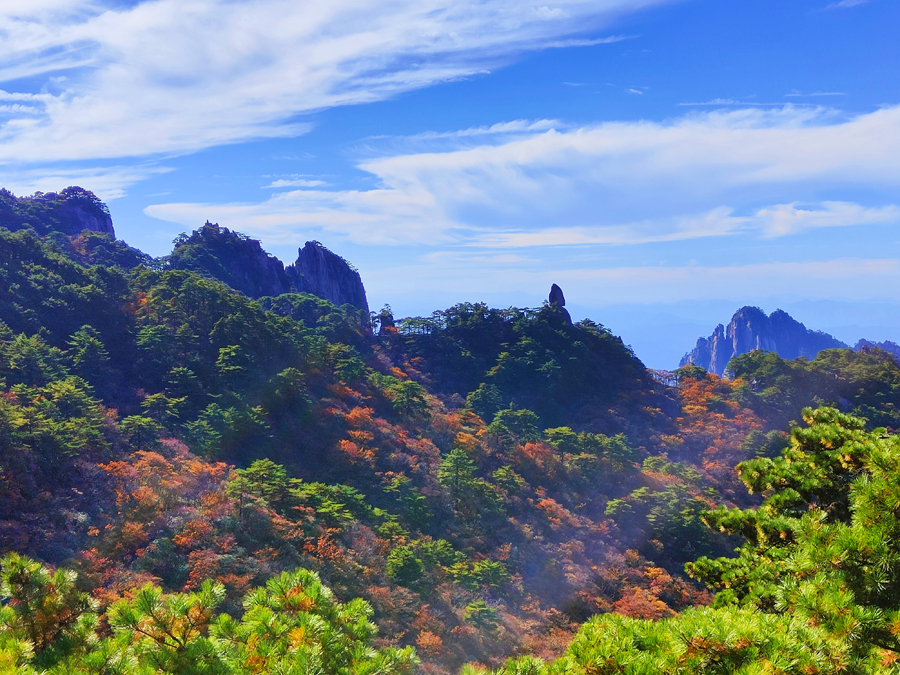 黄山：层林尽染秋意浓